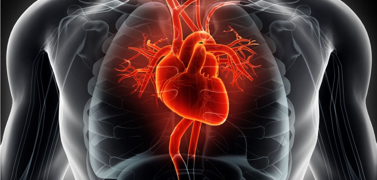 Mechanism behind sudden cardiac deaths in sports uncovered | University